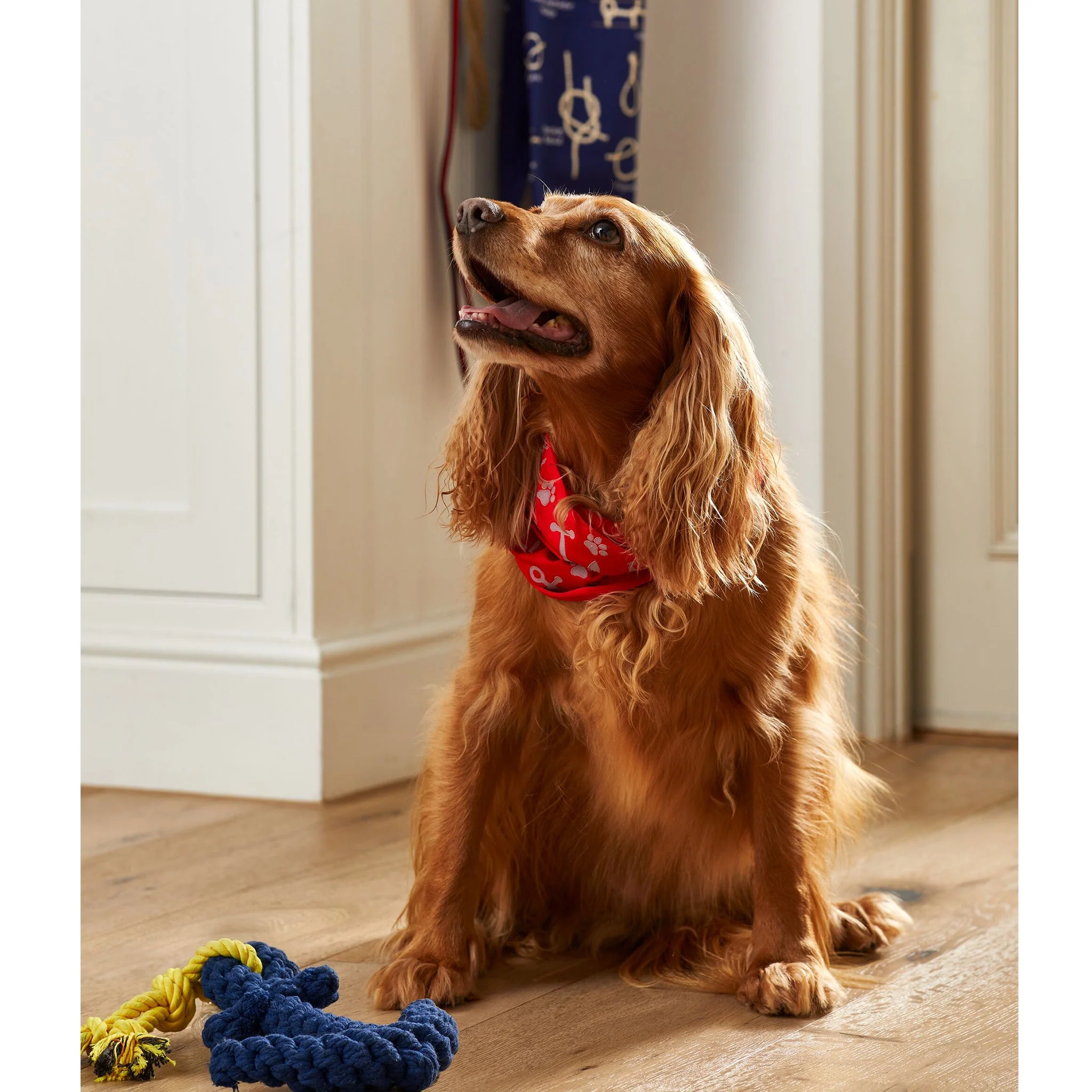 RNLI Knot Rope Anchor Dog Toy - Image 3